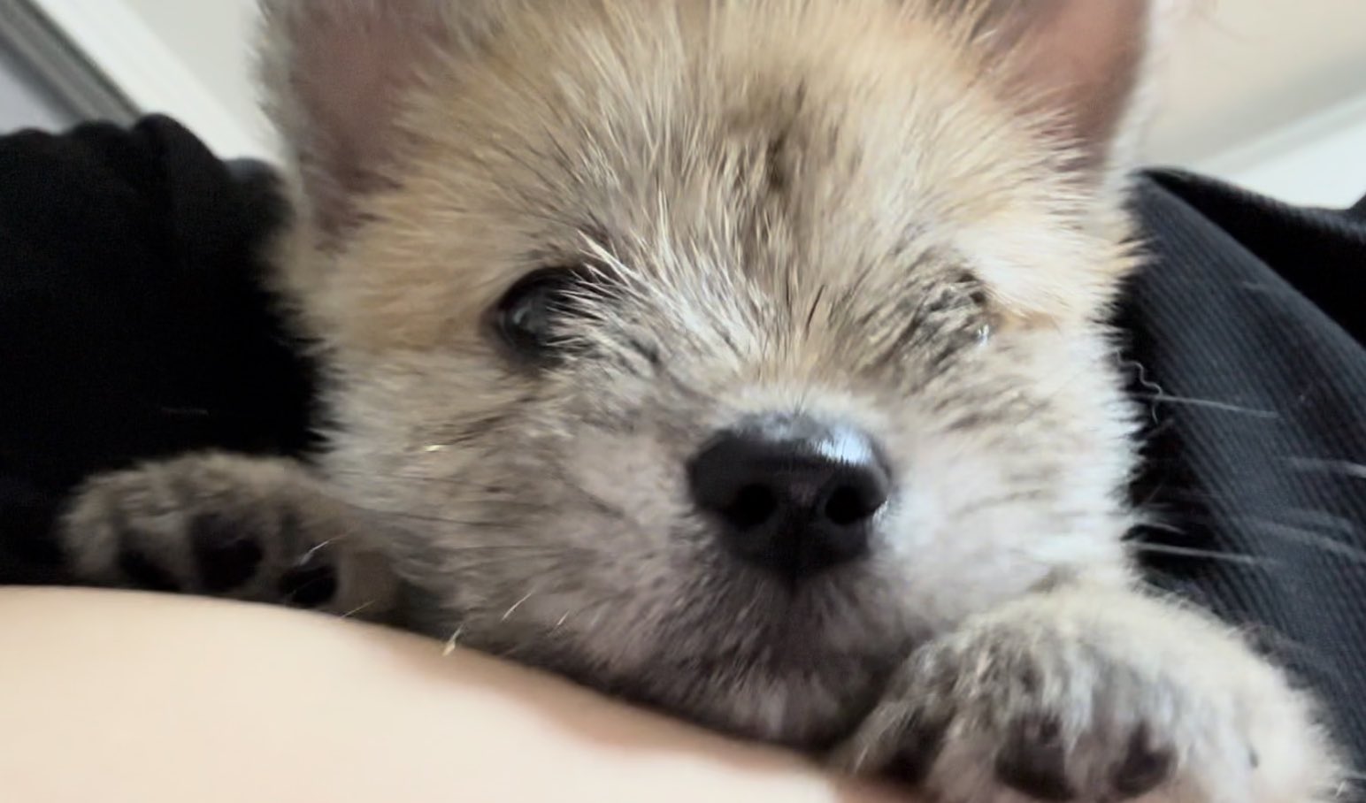 어느-학교-앞에-버려져-스티로폼-박스에-담겨-왔던-가나디.twt-20-이미지