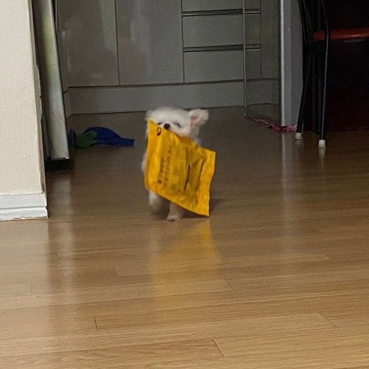 언니ㅠㅠ-이거-빨리-뜯어죠-0-이미지