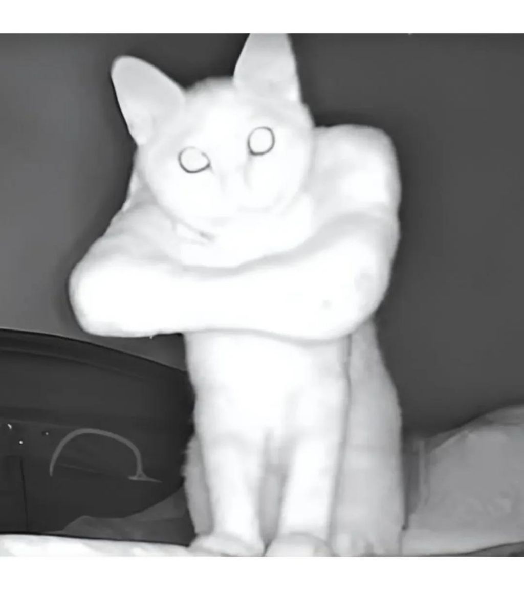 벌크업한-고양이-2-이미지