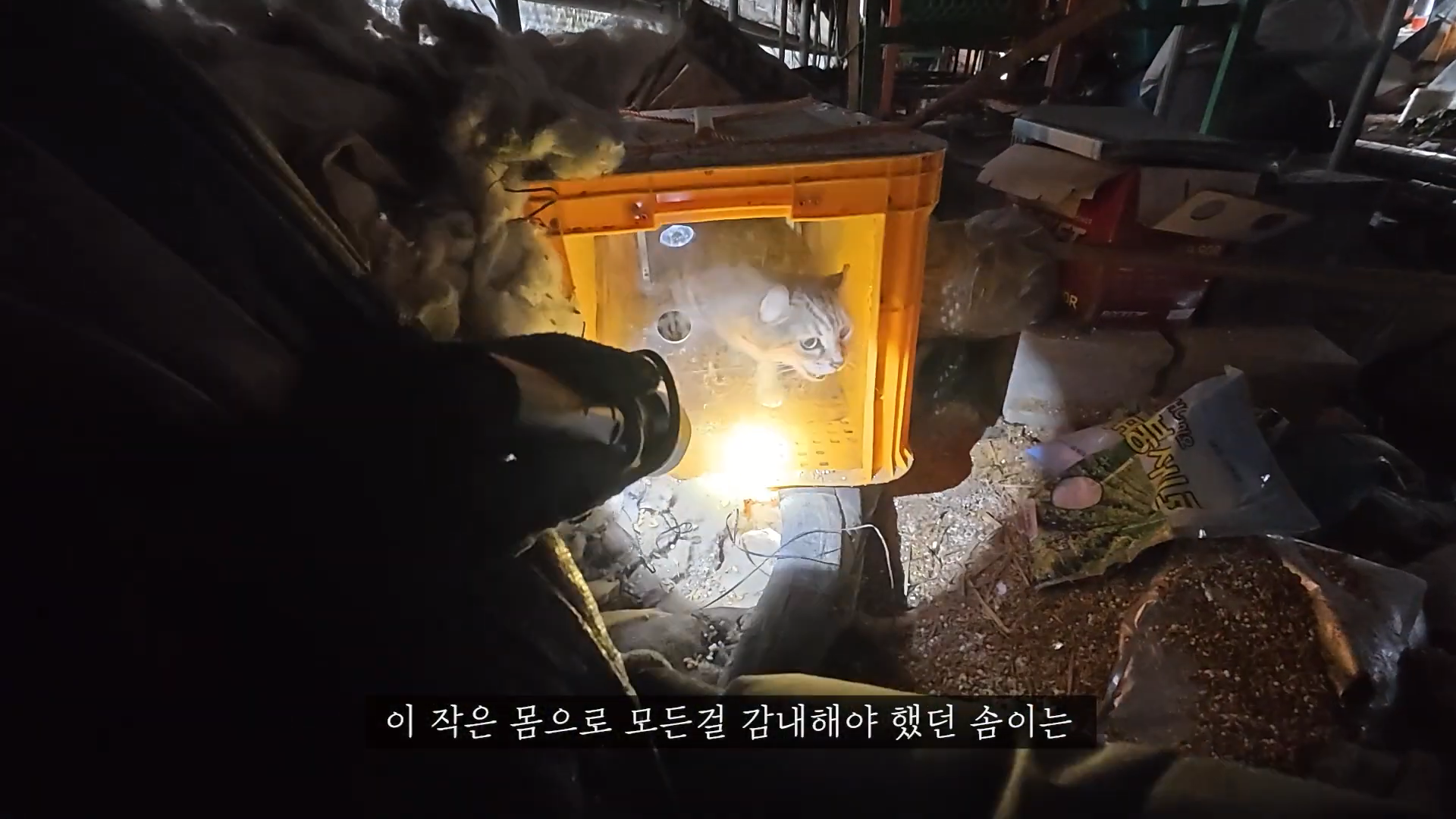 엄마에게-맡긴-고양이-2마리-유기---고양이원탐정-10-이미지