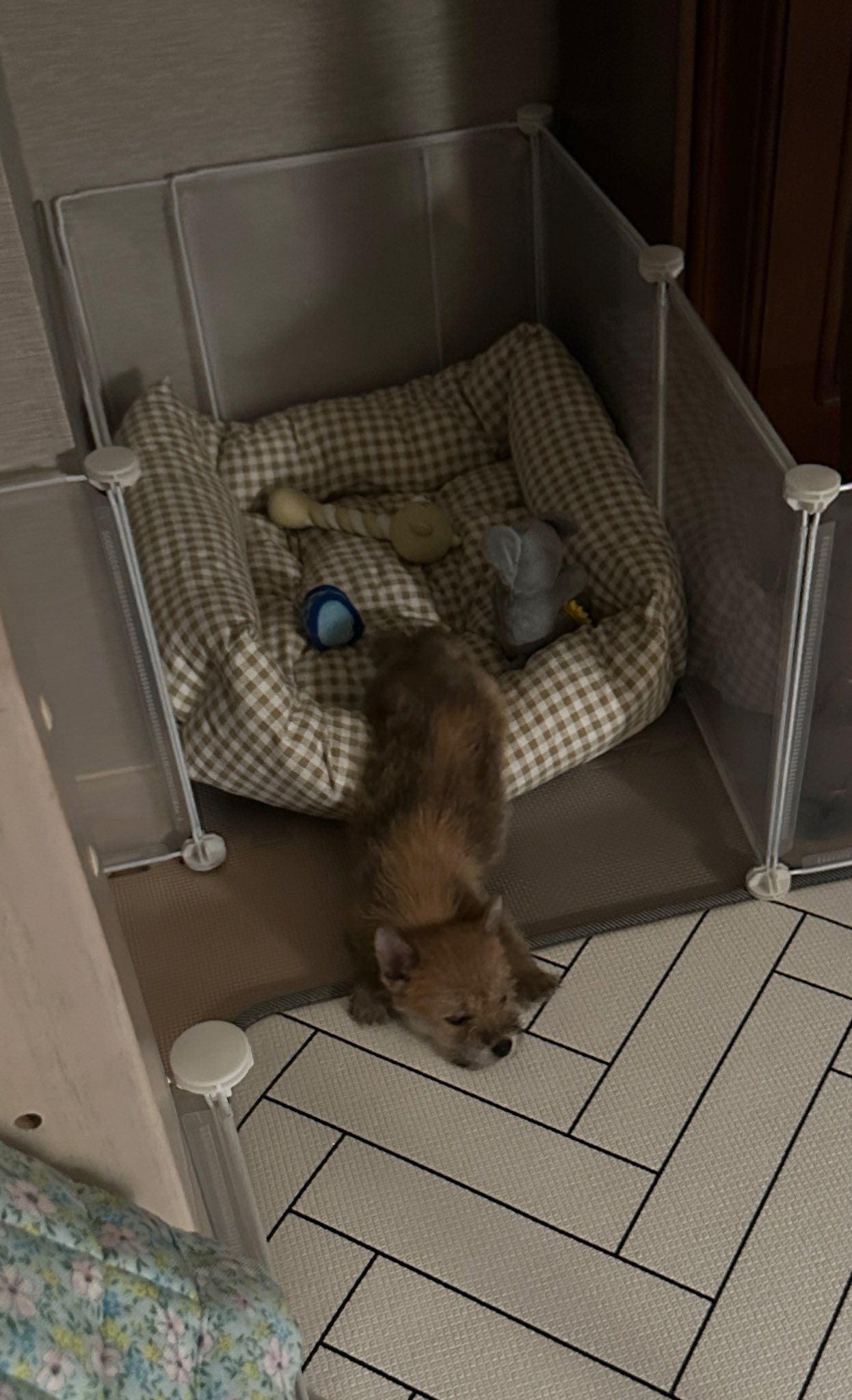 어느-학교-앞에-버려져-스티로폼-박스에-담겨-왔던-가나디.twt-23-이미지