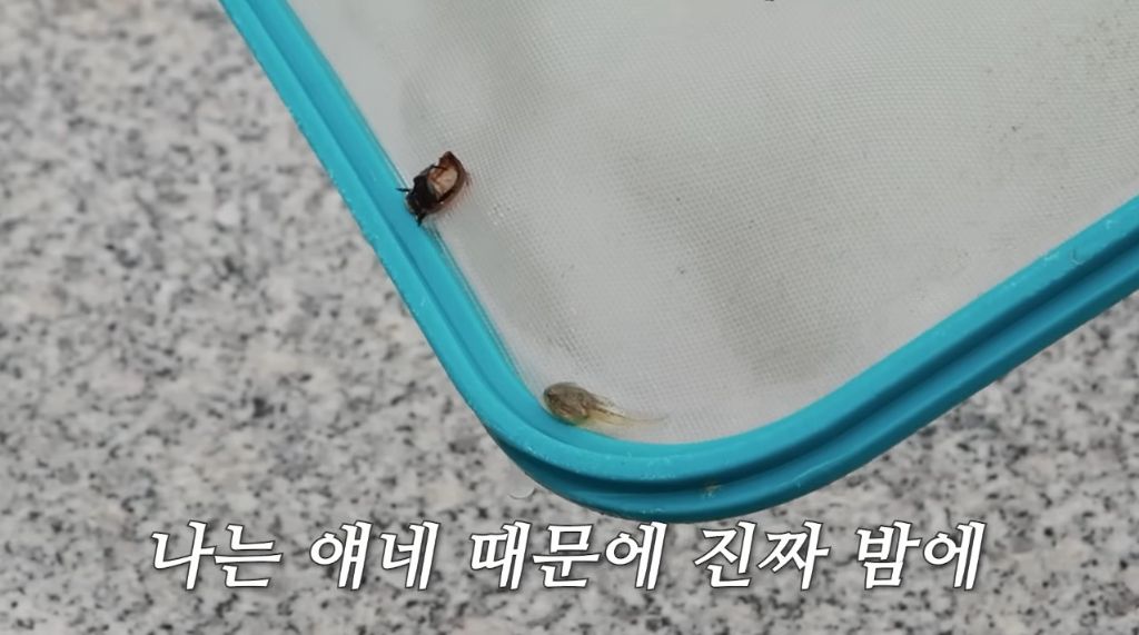 한혜진의-홍천집-망한-포인트-중-하나가-야외-수영장인-이유-8-이미지