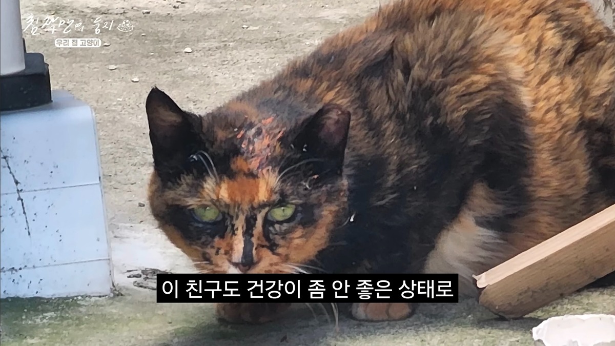 유기묘-보호소에-간식+사료-기부한-나폴리-맛피아-16-이미지