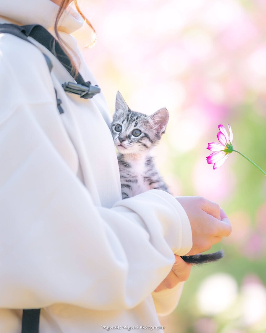 코스모스-향-맡는-아깽이-.jpg-2-이미지