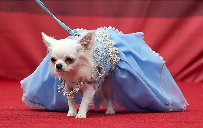 영국에서-열린-자기가-예쁜거-아는-800마리-치와와-미인-대회-7-이미지