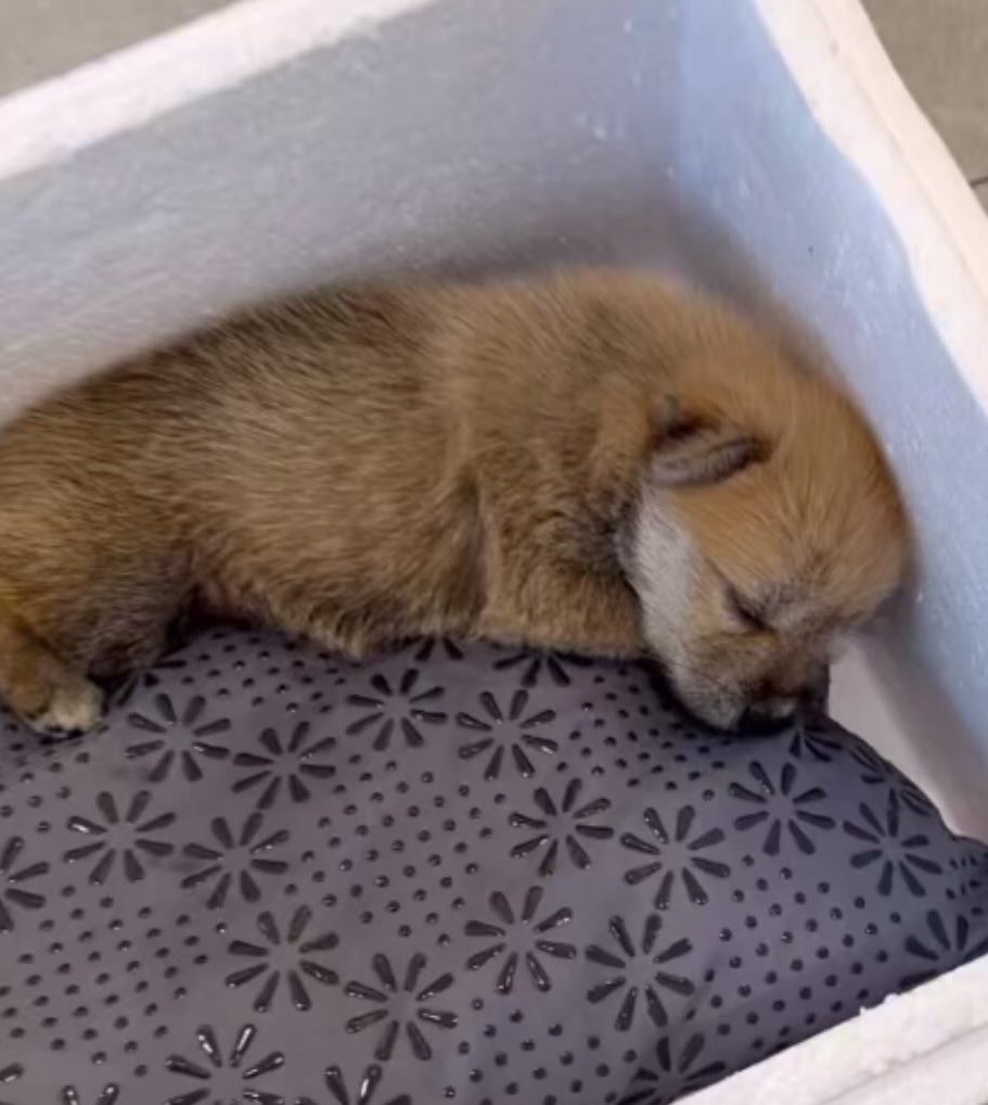 어느-학교-앞에-버려져-스티로폼-박스에-담겨-왔던-가나디.twt-0-이미지