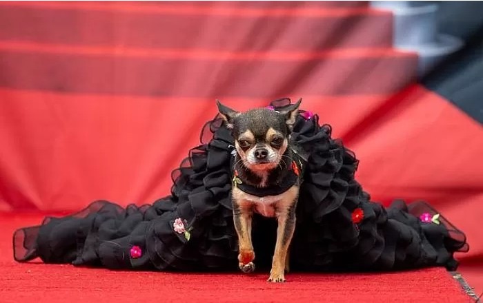 영국에서-열린-자기가-예쁜거-아는-800마리-치와와-미인-대회-17-이미지