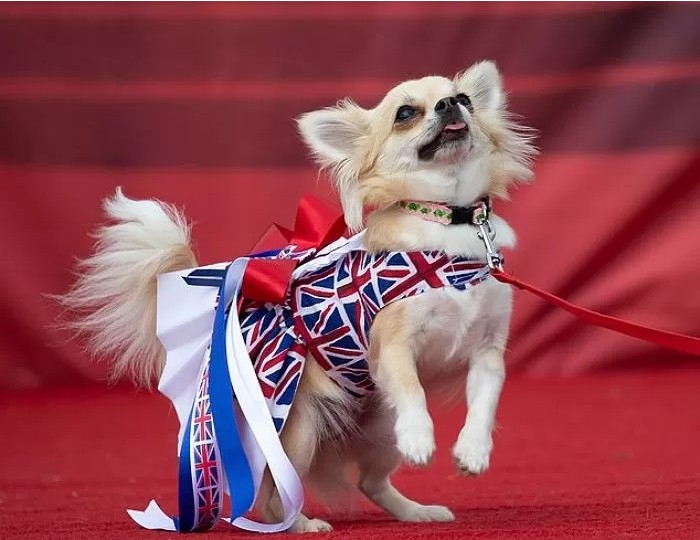 영국에서-열린-자기가-예쁜거-아는-800마리-치와와-미인-대회-11-이미지