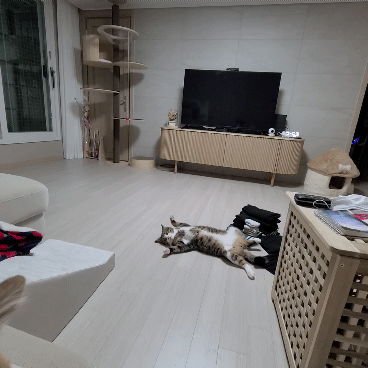 아-우리집-고양이가-울-댕댕-혓바닥-깨물었어-2-이미지