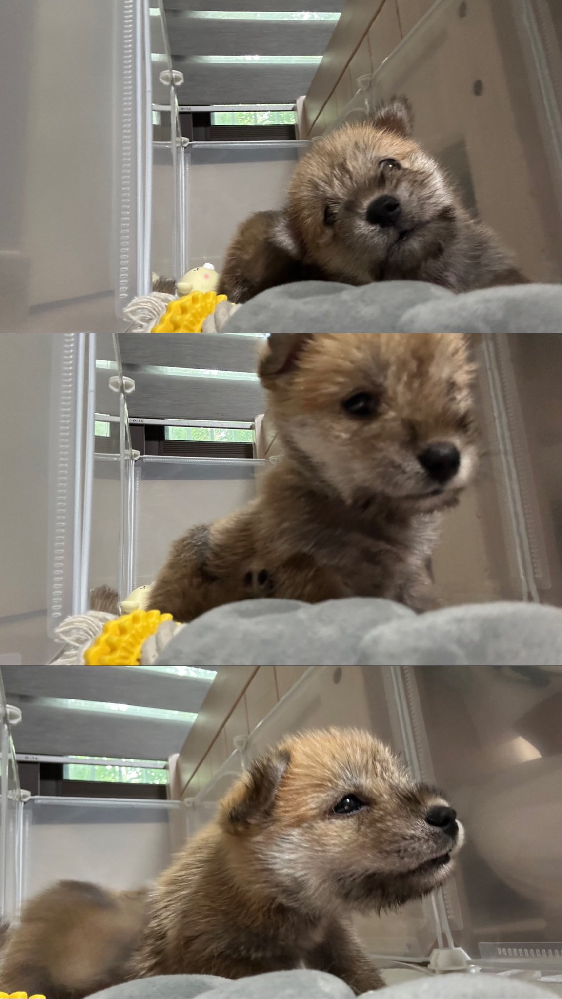 어느-학교-앞에-버려져-스티로폼-박스에-담겨-왔던-가나디.twt-6-이미지