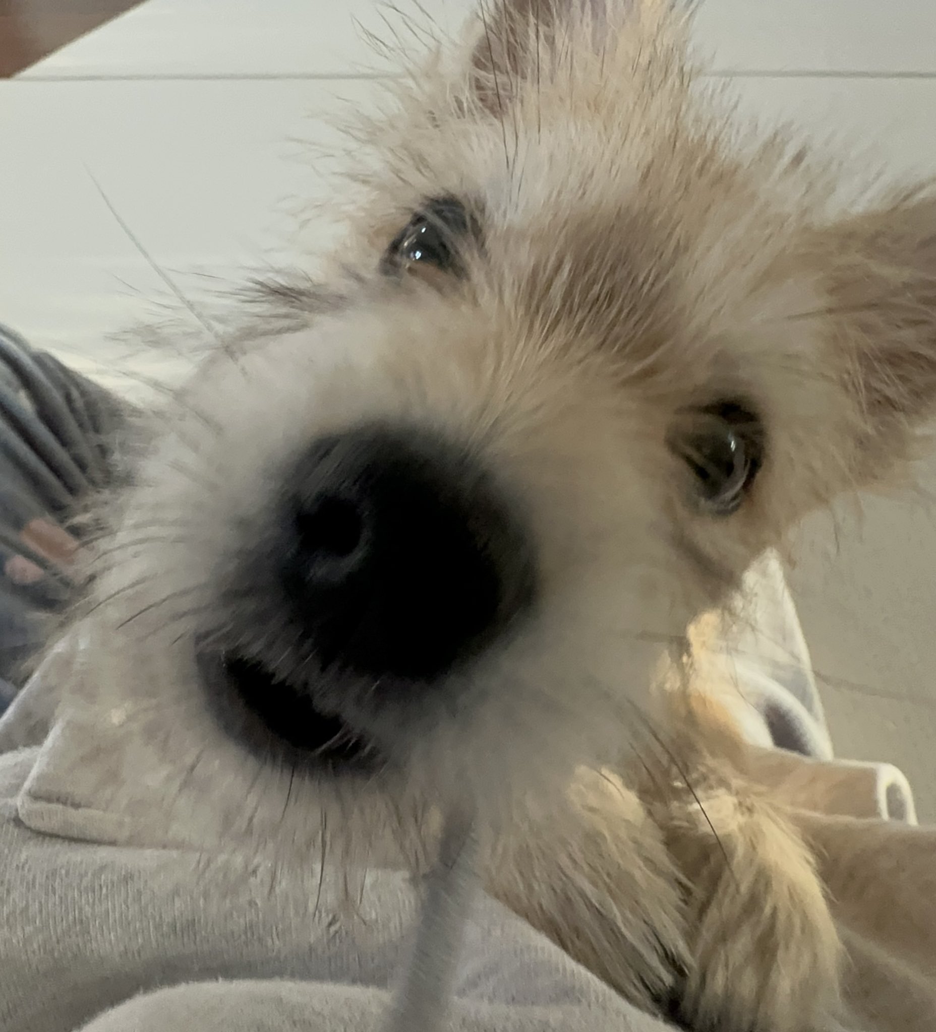 어느-학교-앞에-버려져-스티로폼-박스에-담겨-왔던-가나디.twt-79-이미지