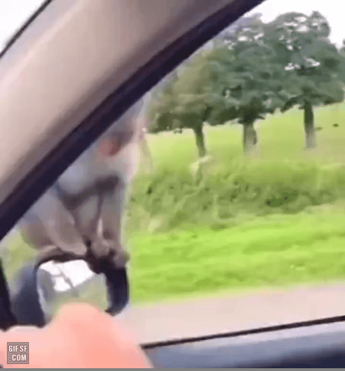 자동차-테러하는-원숭이들-0-이미지