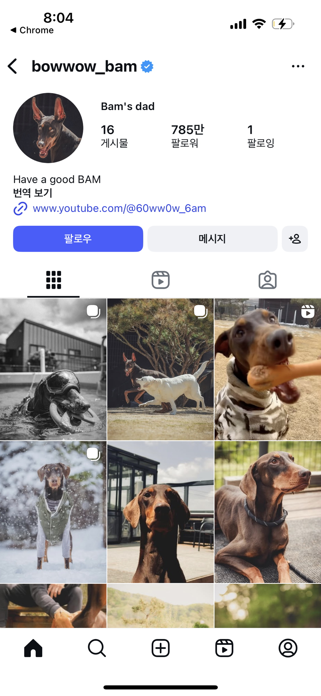 Bts-정국-반려견-밤이-785만-팔로워-0-이미지