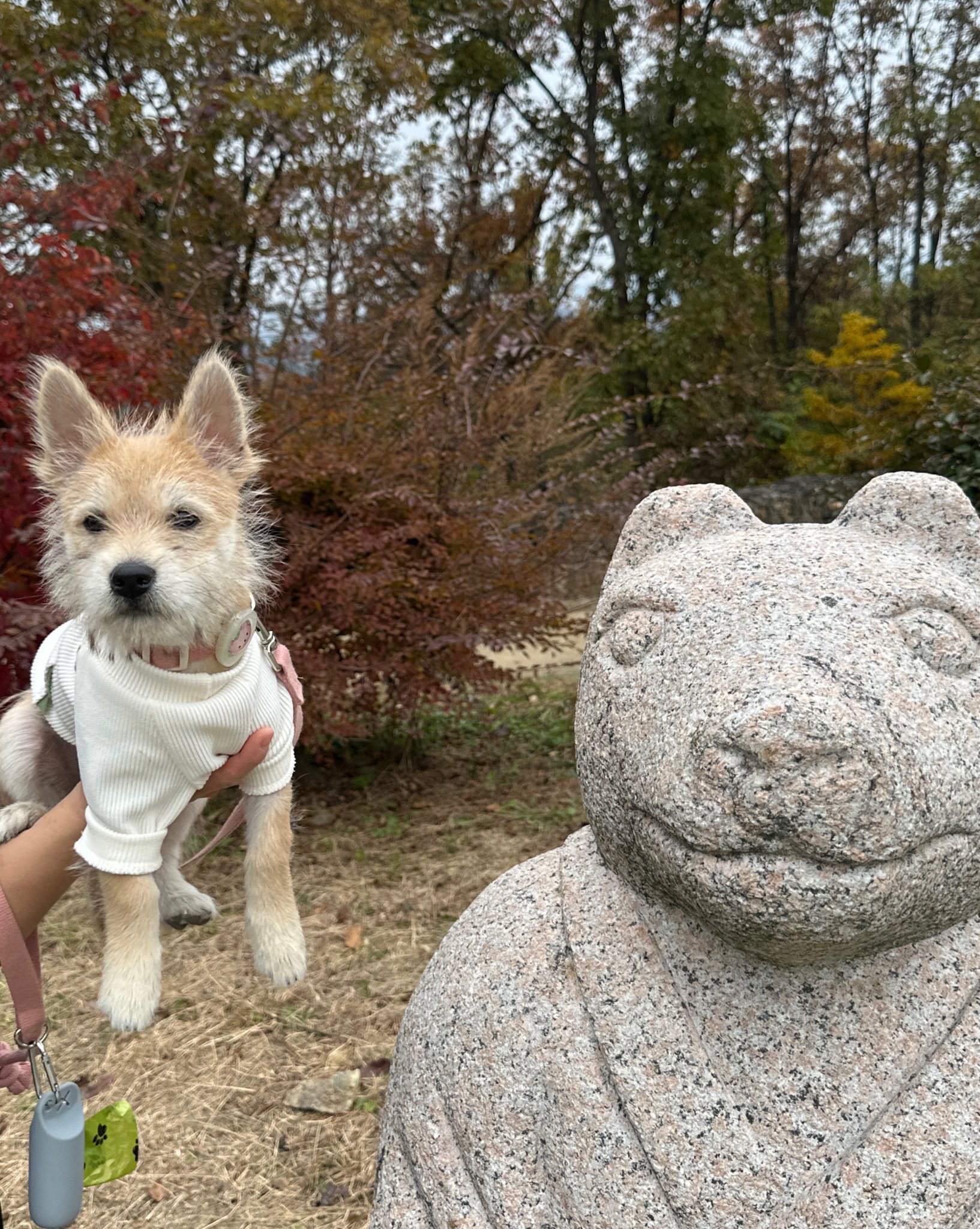 어느-학교-앞에-버려져-스티로폼-박스에-담겨-왔던-가나디.twt-77-이미지