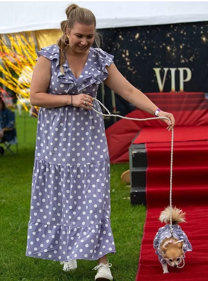 영국에서-열린-자기가-예쁜거-아는-800마리-치와와-미인-대회-15-이미지