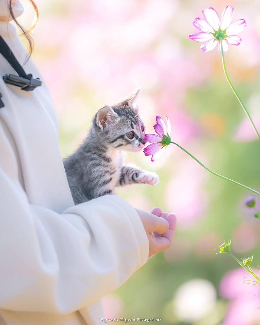 코스모스-향-맡는-아깽이-.jpg-1-이미지