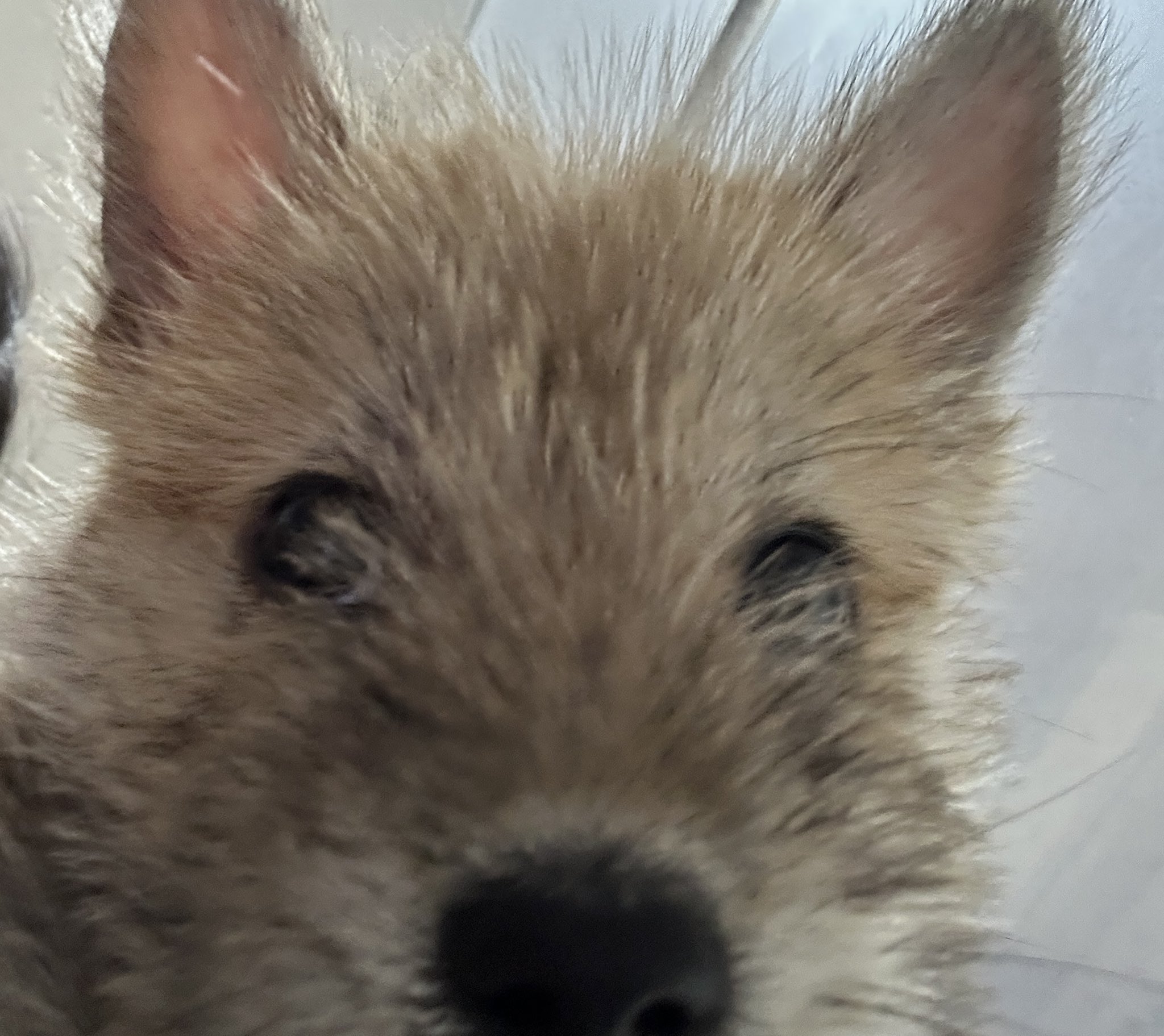 어느-학교-앞에-버려져-스티로폼-박스에-담겨-왔던-가나디.twt-38-이미지