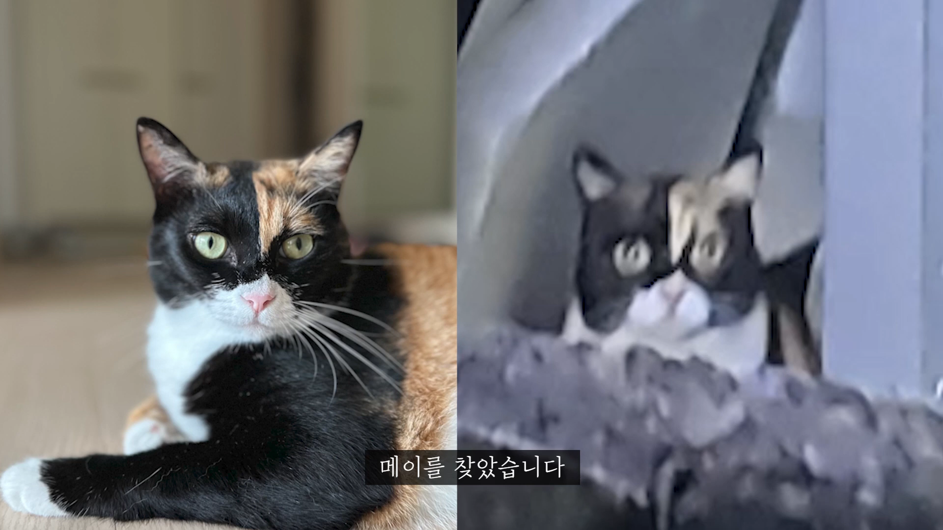 엄마에게-맡긴-고양이-2마리-유기---고양이원탐정-7-이미지