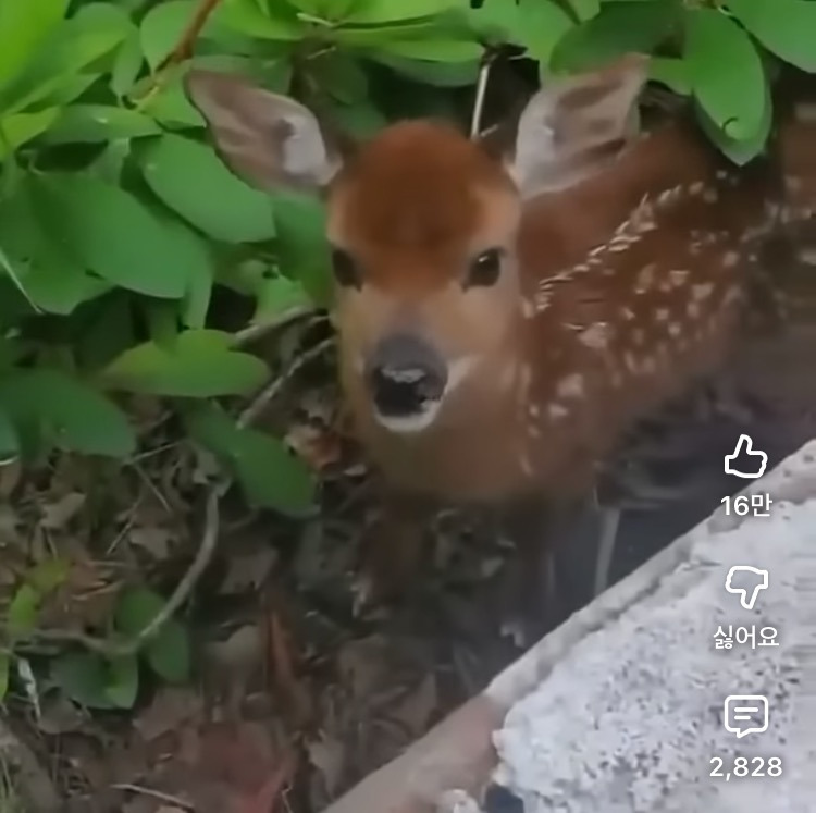 엄마-잃어버린-아기-사슴-0-이미지