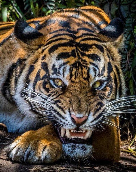 한국인이-세계적으로-냄새.체취가-안-나는-이유-9-이미지