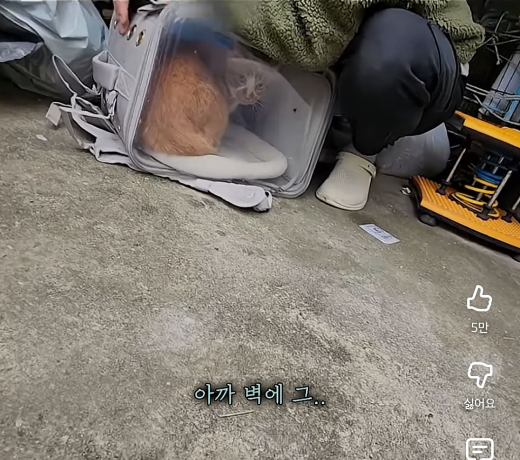 고양이-잃어버렸던-집사가-보자마자-무너진-흔적ㅠ-6-이미지