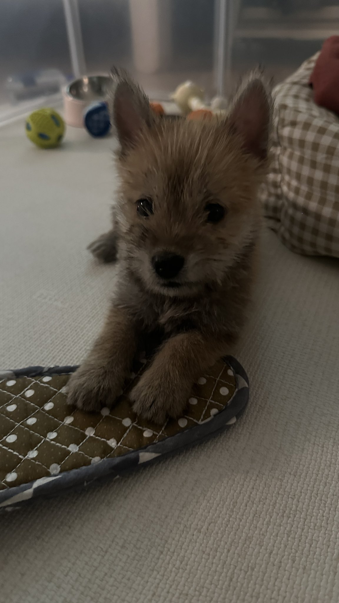 어느-학교-앞에-버려져-스티로폼-박스에-담겨-왔던-가나디.twt-36-이미지