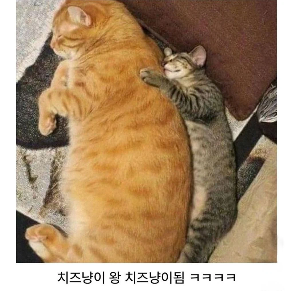 유독-거묘와-돼냥이들이-많이-발생한다는-고양이-털색-2-이미지