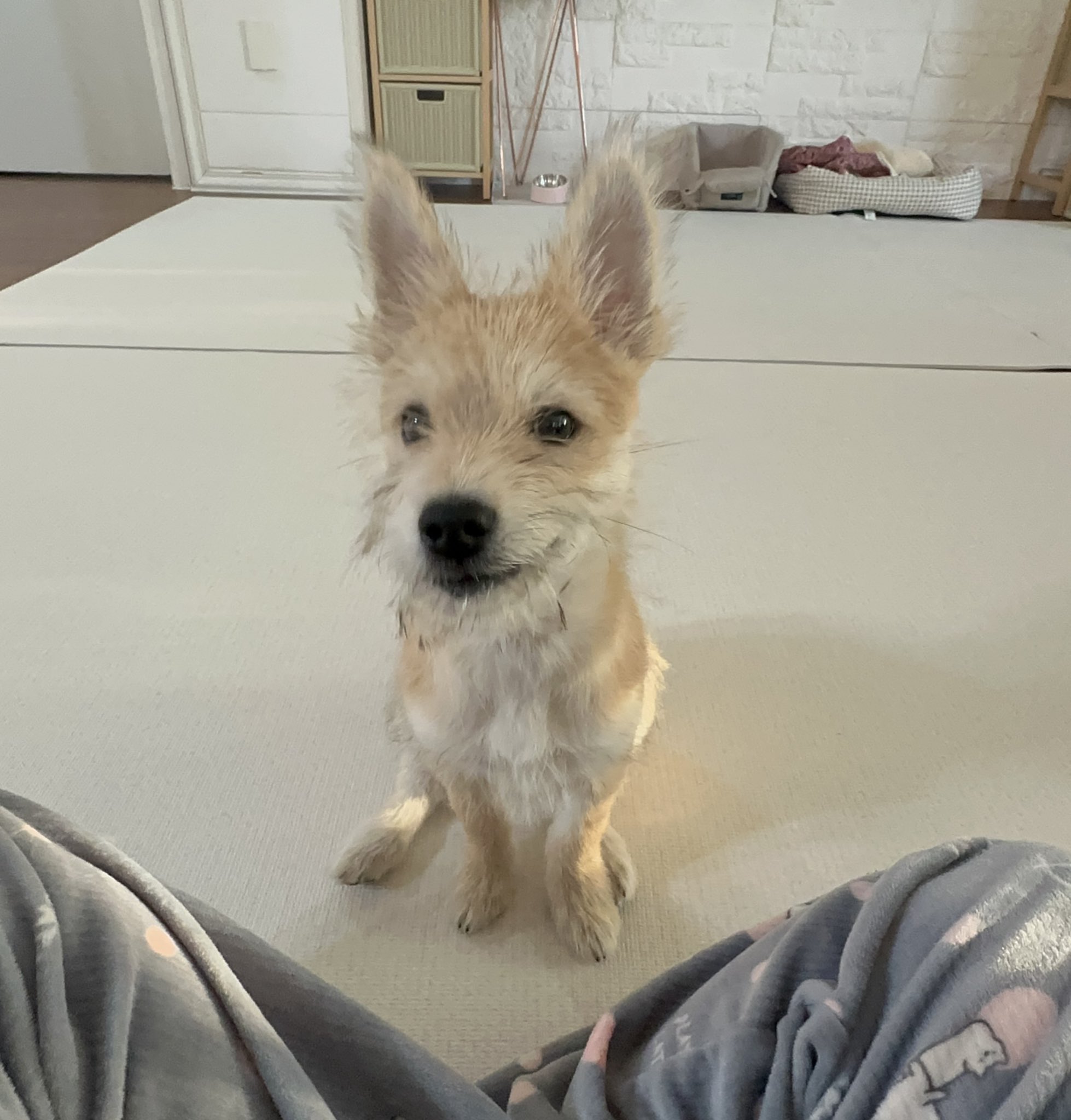 어느-학교-앞에-버려져-스티로폼-박스에-담겨-왔던-가나디.twt-76-이미지