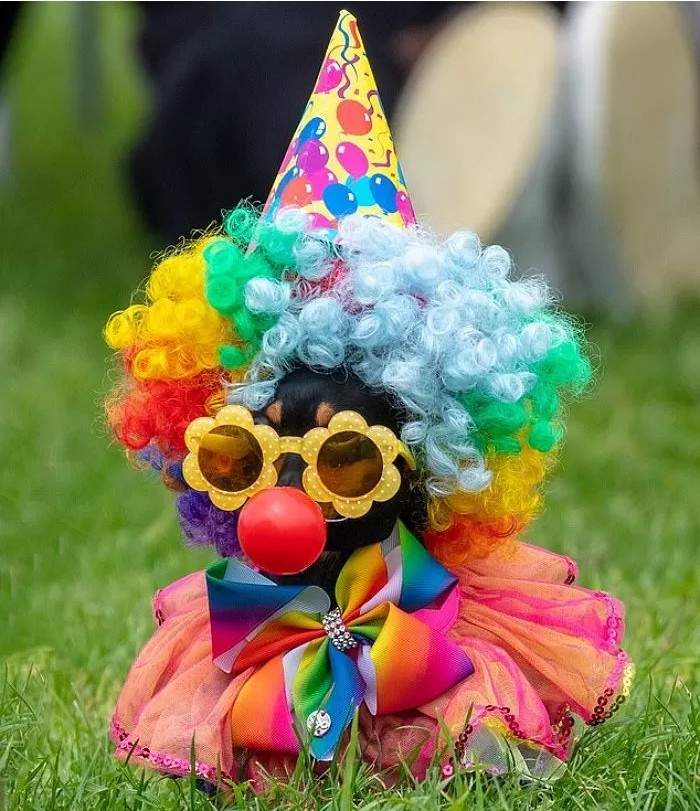 영국에서-열린-자기가-예쁜거-아는-800마리-치와와-미인-대회-3-이미지