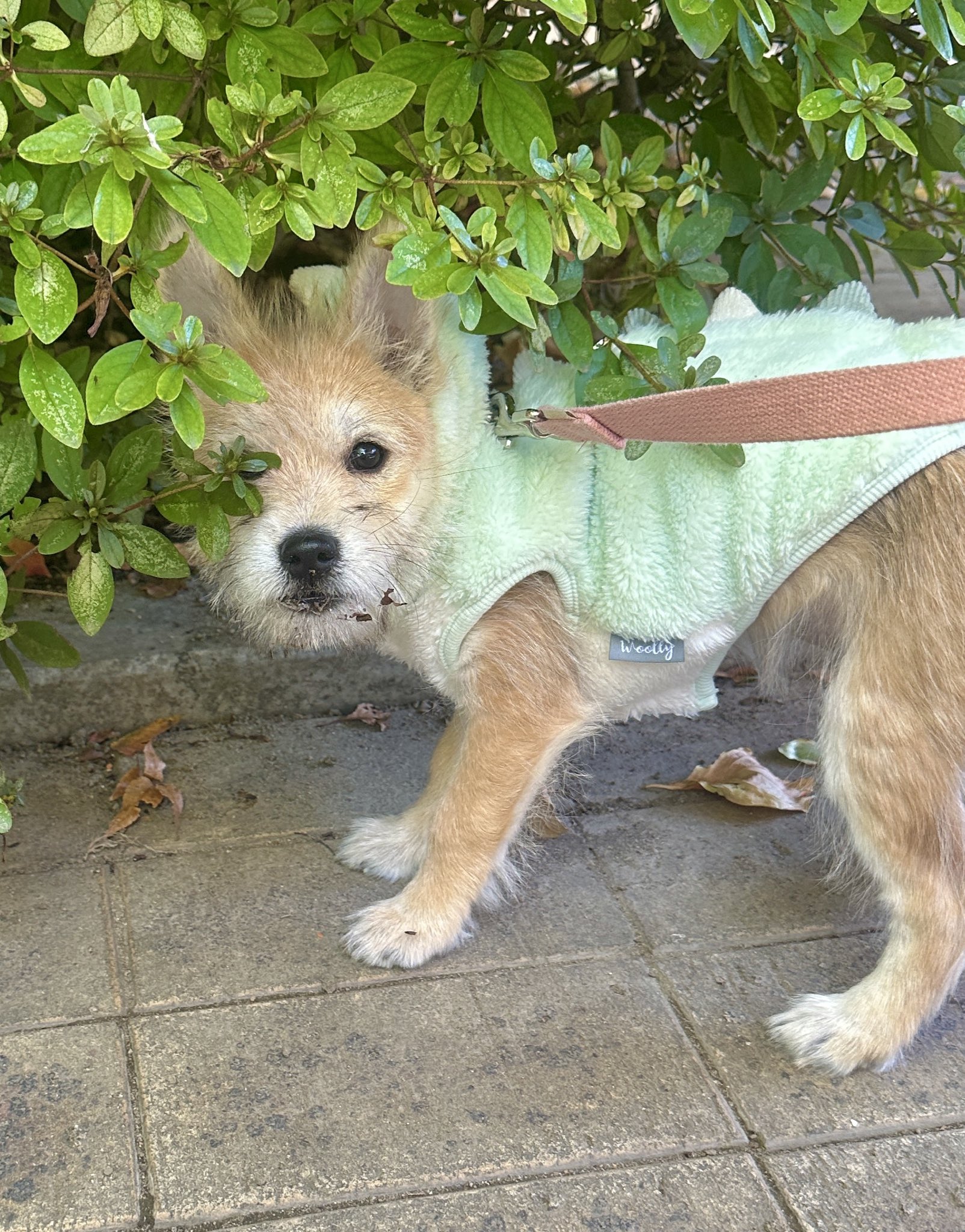 어느-학교-앞에-버려져-스티로폼-박스에-담겨-왔던-가나디.twt-65-이미지