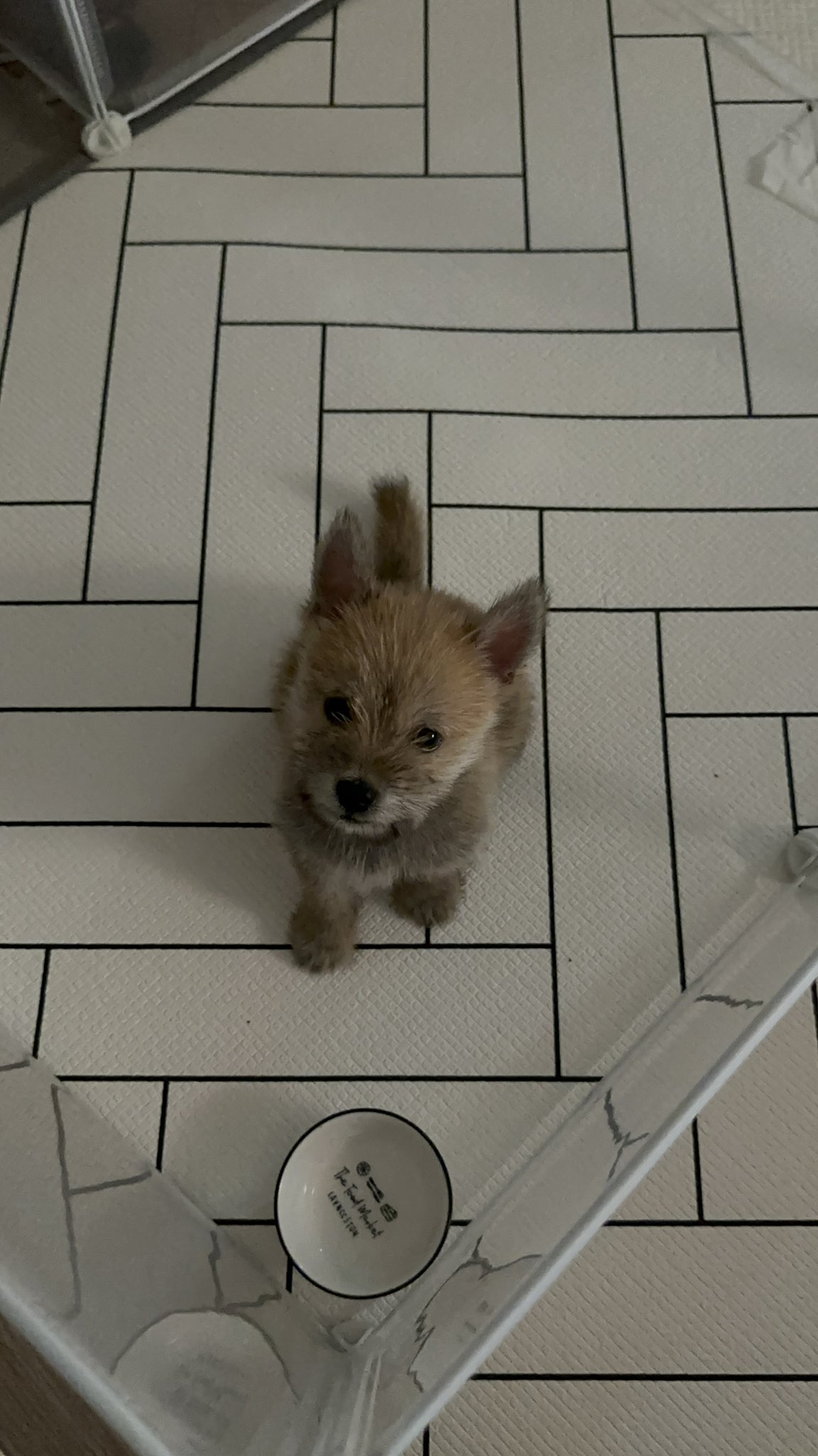 어느-학교-앞에-버려져-스티로폼-박스에-담겨-왔던-가나디.twt-26-이미지