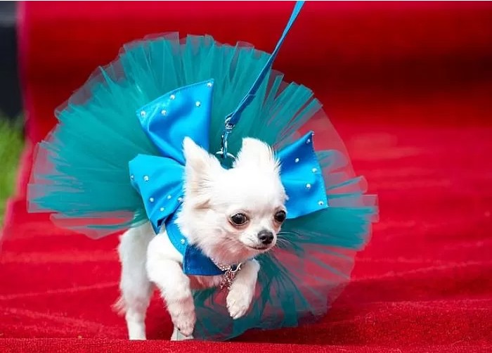 영국에서-열린-자기가-예쁜거-아는-800마리-치와와-미인-대회-6-이미지