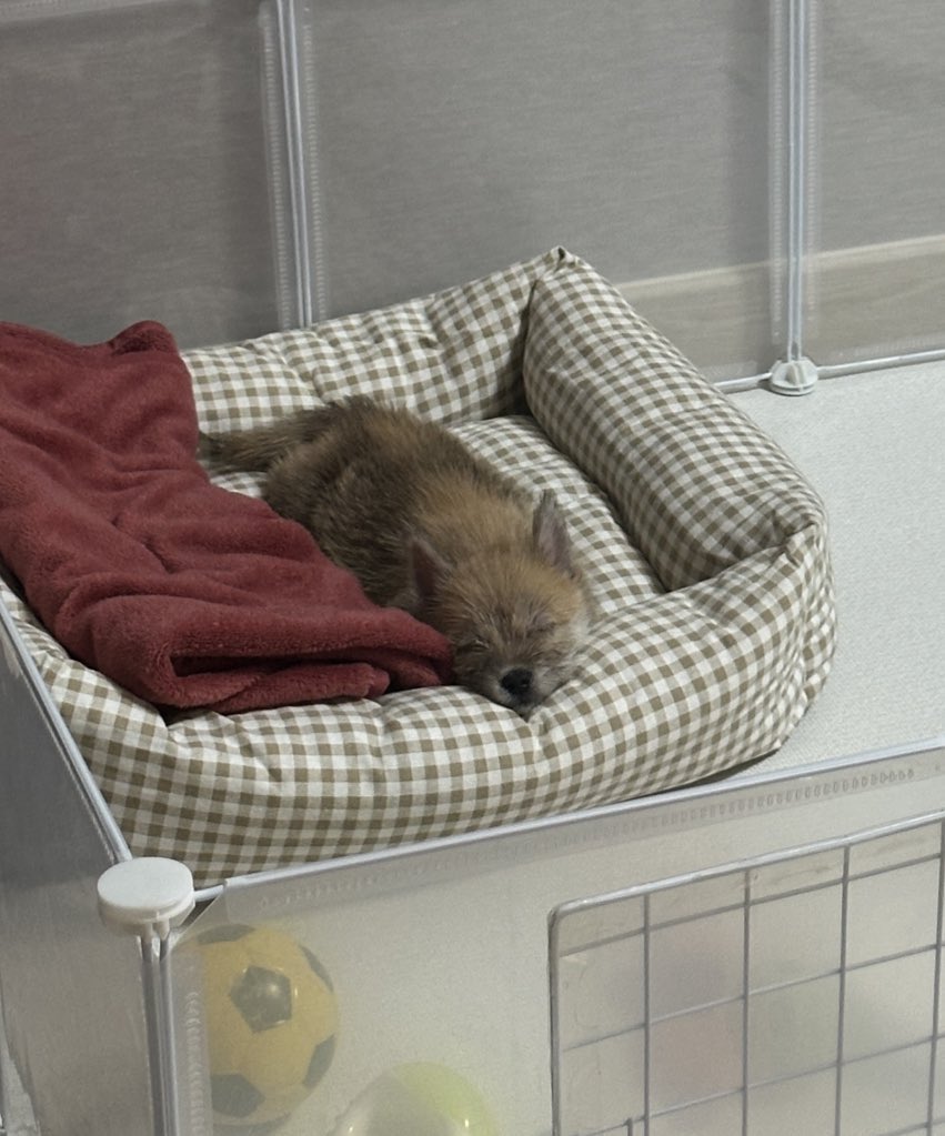 어느-학교-앞에-버려져-스티로폼-박스에-담겨-왔던-가나디.twt-29-이미지