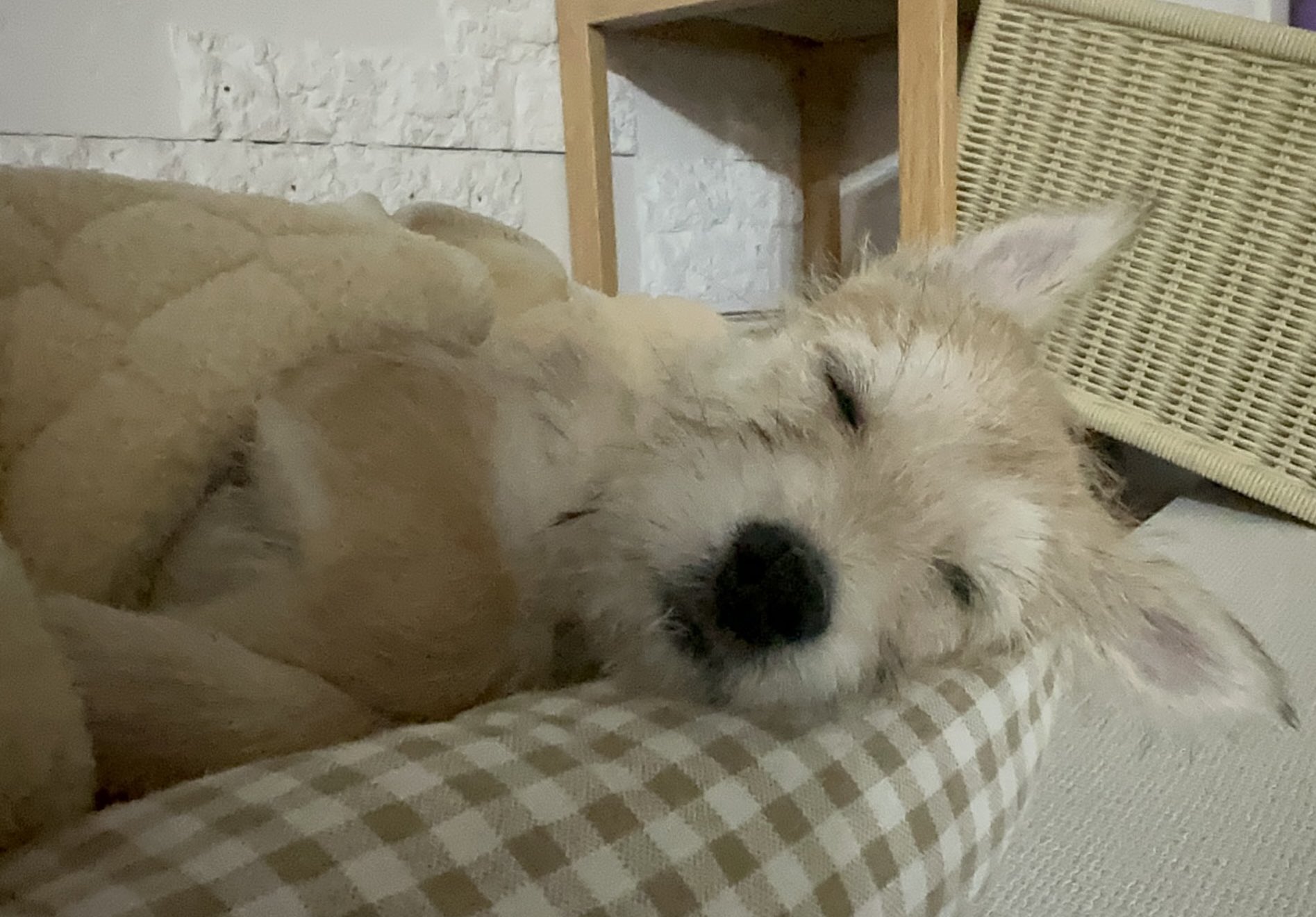 어느-학교-앞에-버려져-스티로폼-박스에-담겨-왔던-가나디.twt-63-이미지