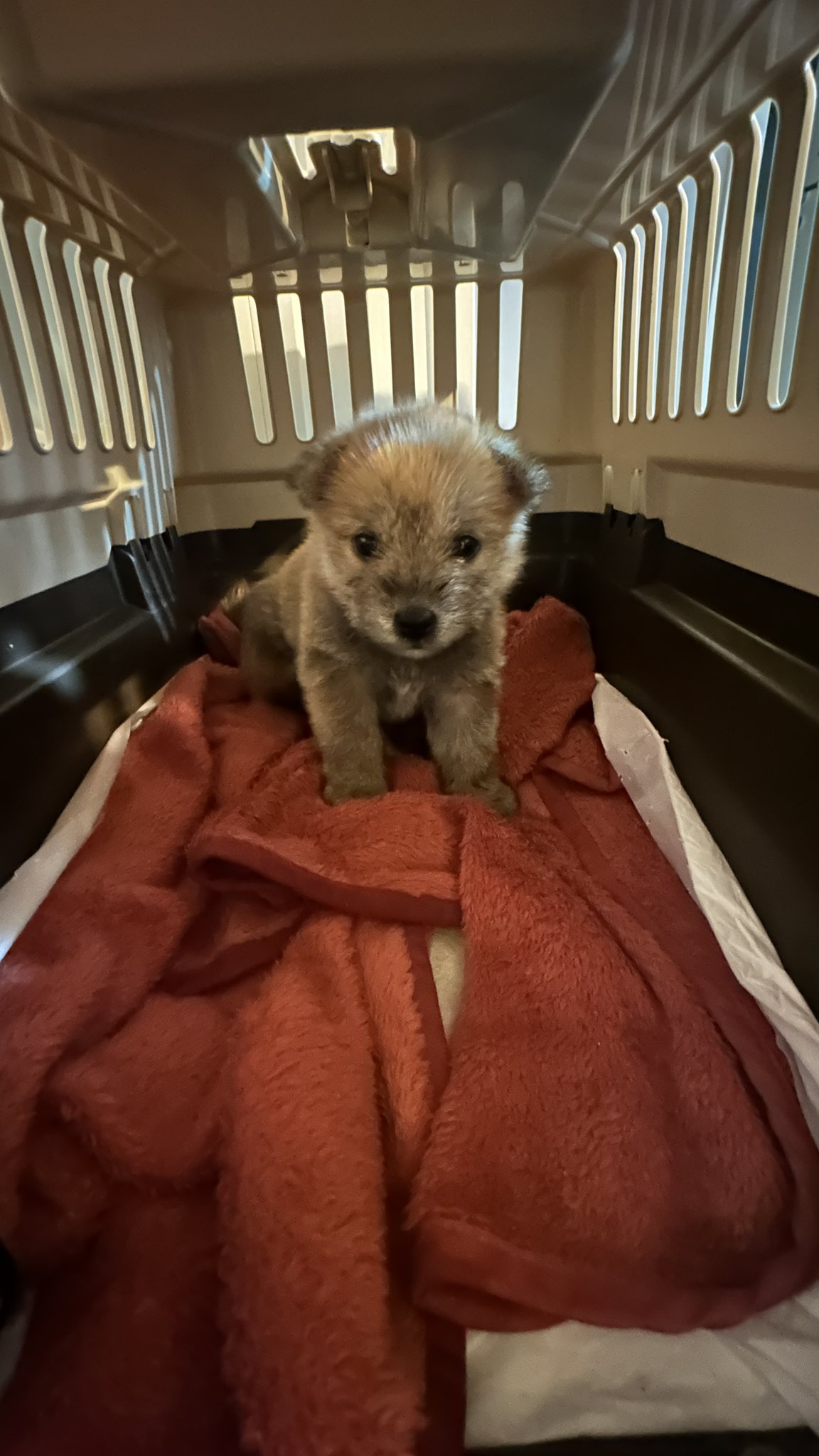 어느-학교-앞에-버려져-스티로폼-박스에-담겨-왔던-가나디.twt-1-이미지