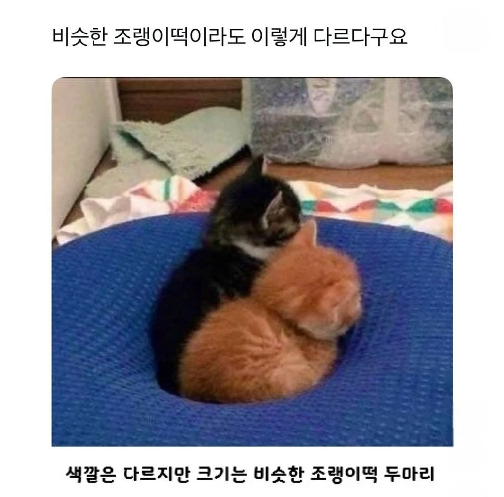 유독-거묘와-돼냥이들이-많이-발생한다는-고양이-털색-0-이미지
