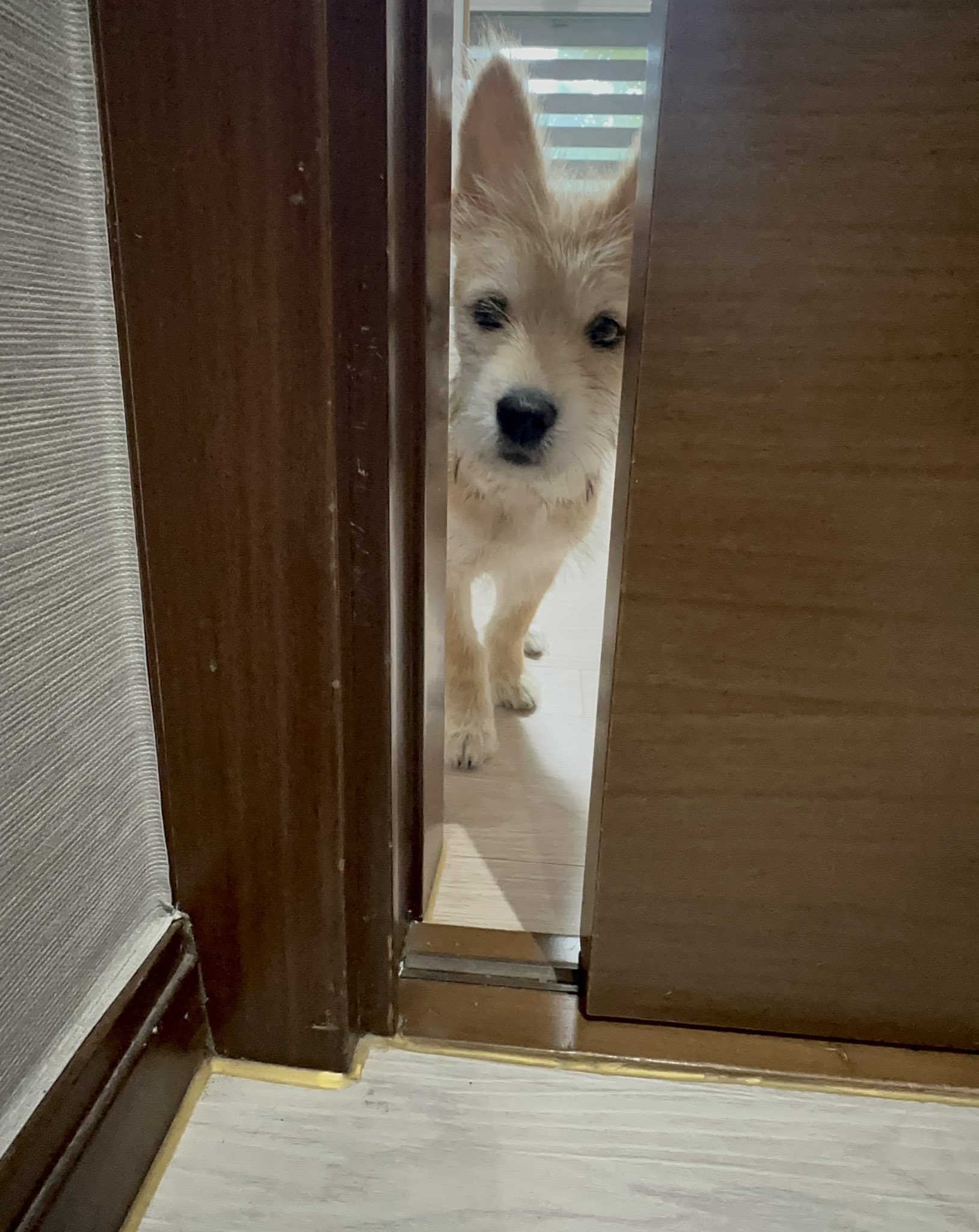 어느-학교-앞에-버려져-스티로폼-박스에-담겨-왔던-가나디.twt-60-이미지