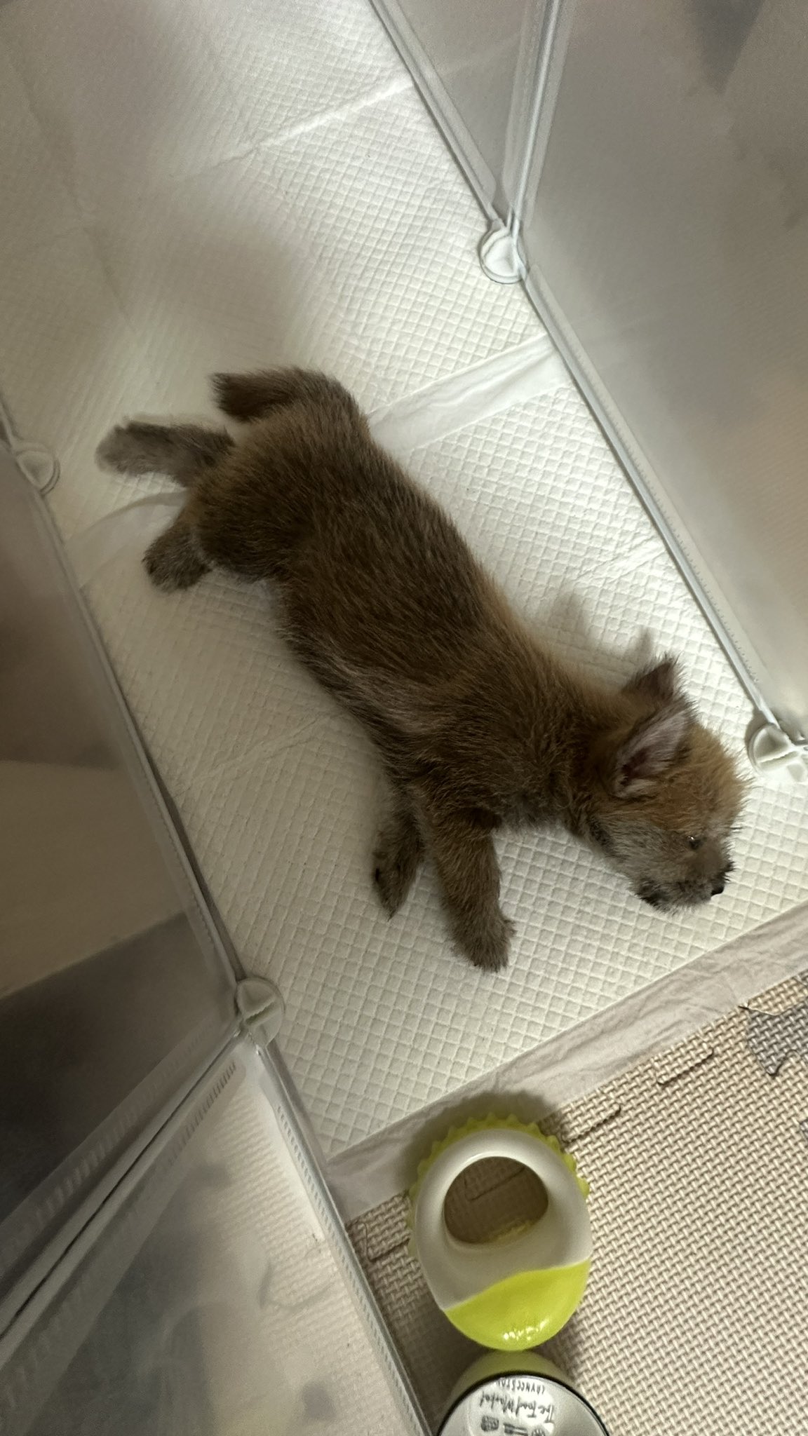 어느-학교-앞에-버려져-스티로폼-박스에-담겨-왔던-가나디.twt-19-이미지