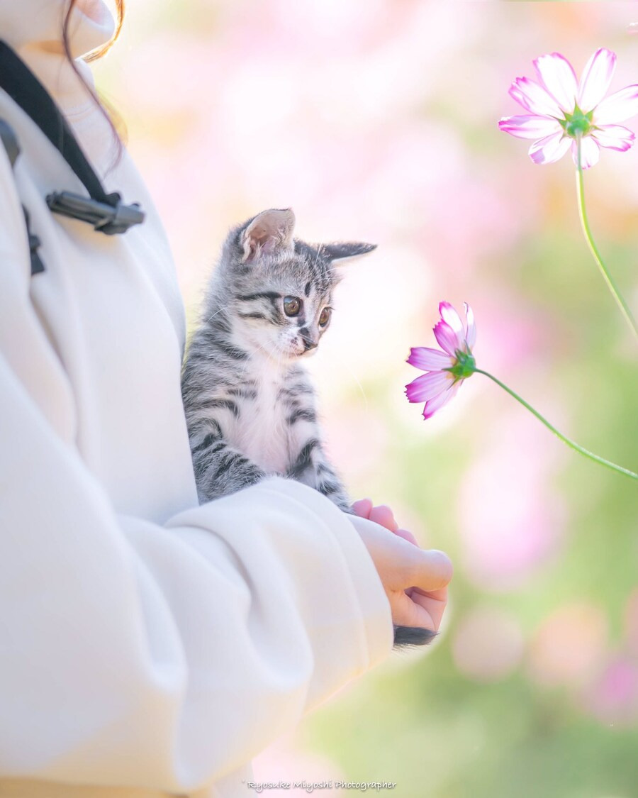 코스모스-향-맡는-아깽이-.jpg-0-이미지