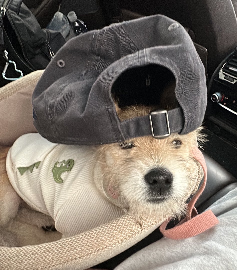 어느-학교-앞에-버려져-스티로폼-박스에-담겨-왔던-가나디.twt-71-이미지