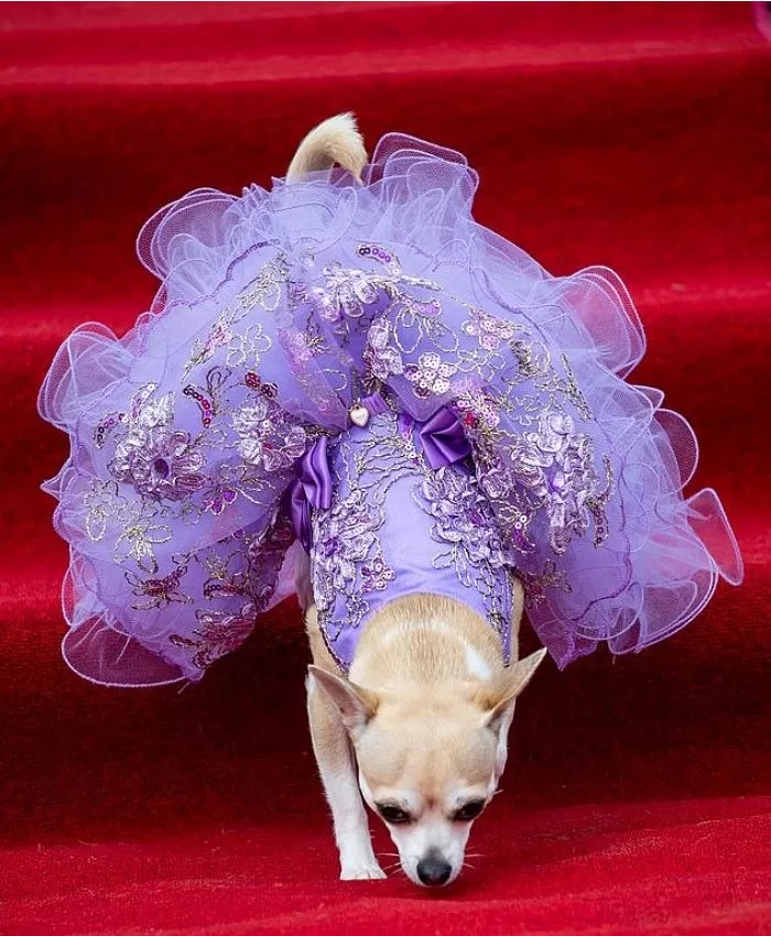 영국에서-열린-자기가-예쁜거-아는-800마리-치와와-미인-대회-5-이미지