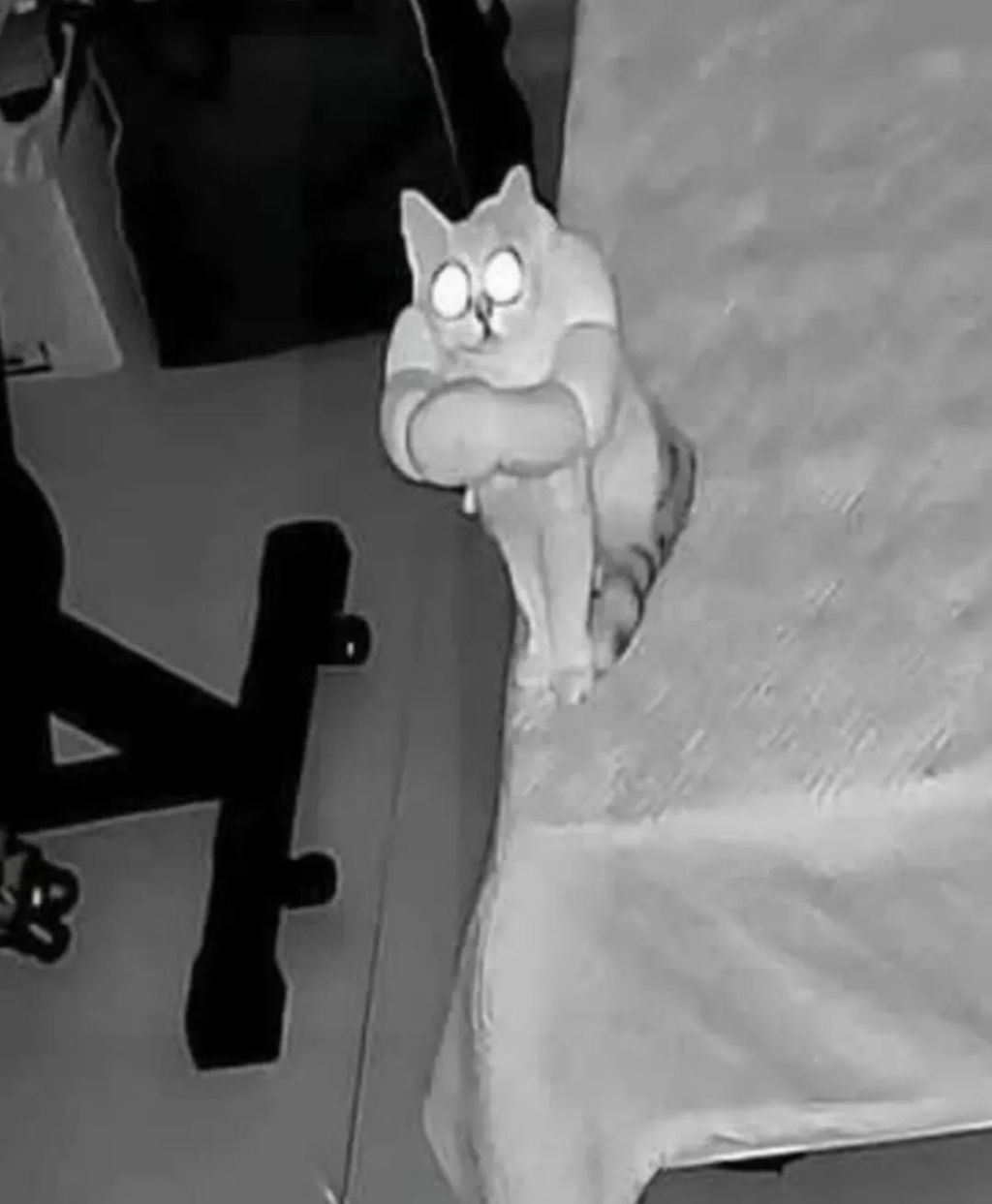 벌크업한-고양이-1-이미지