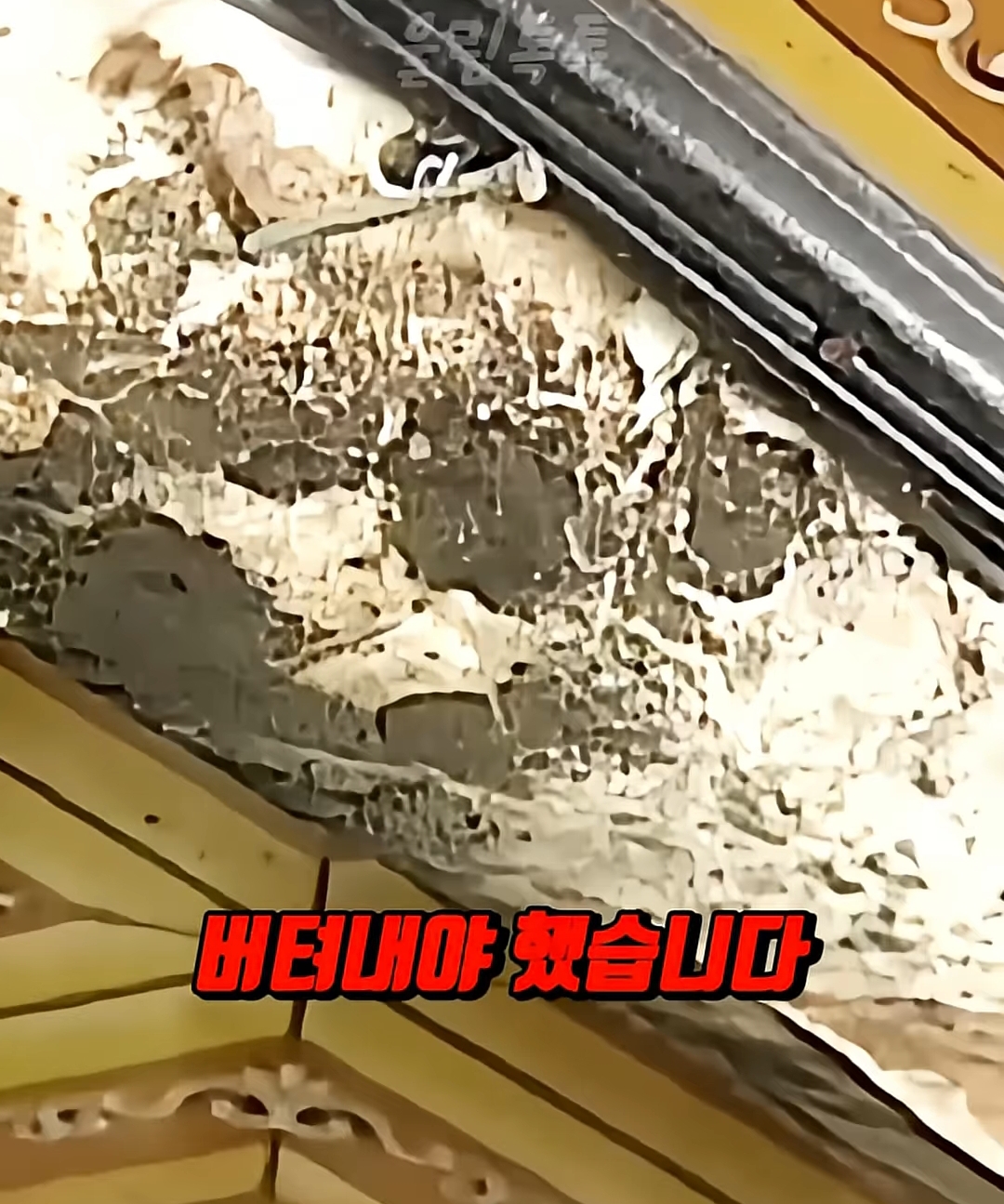 부모없는-3남매를-7년간-보살펴준-연예인-9-이미지