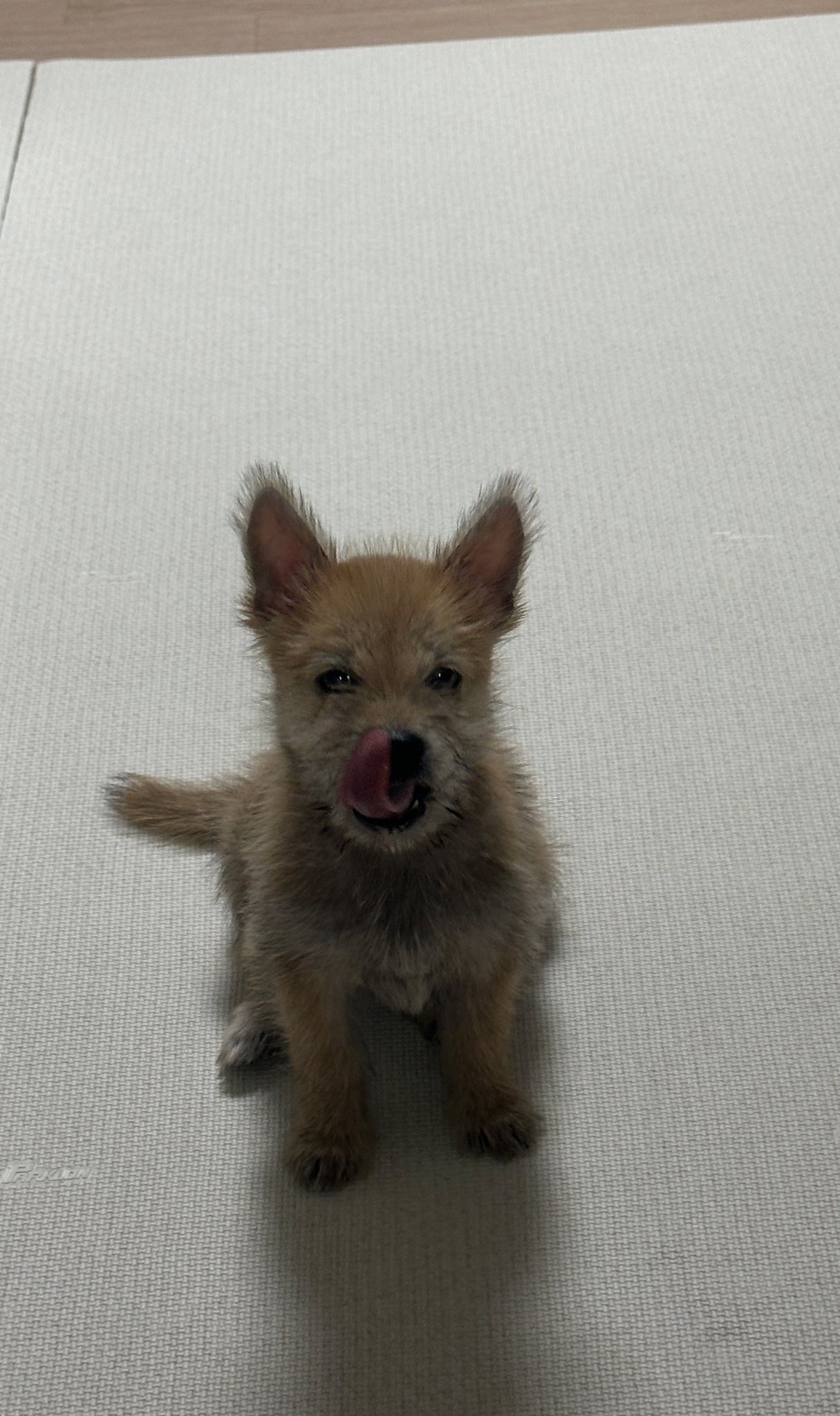 어느-학교-앞에-버려져-스티로폼-박스에-담겨-왔던-가나디.twt-49-이미지