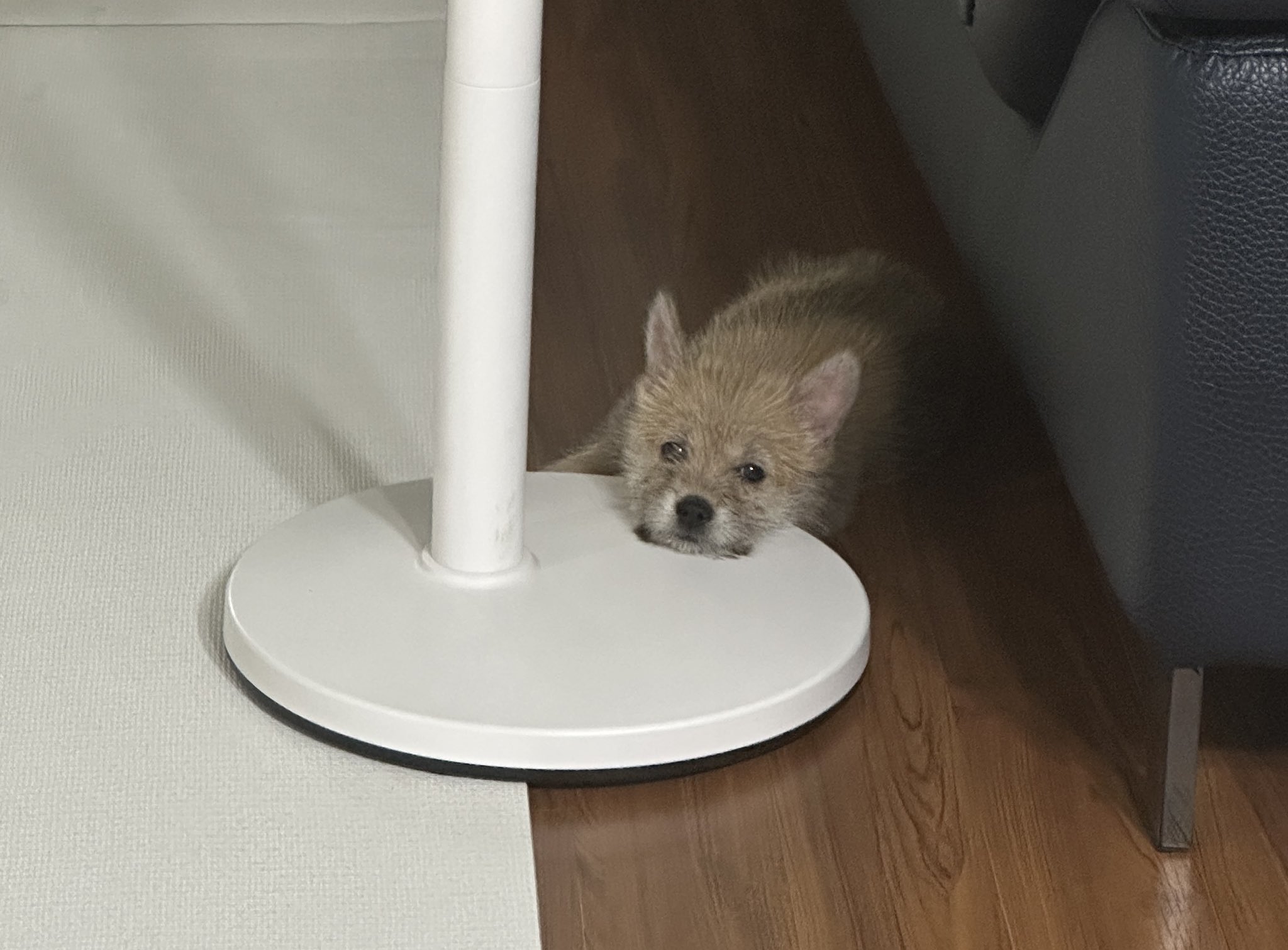 어느-학교-앞에-버려져-스티로폼-박스에-담겨-왔던-가나디.twt-45-이미지