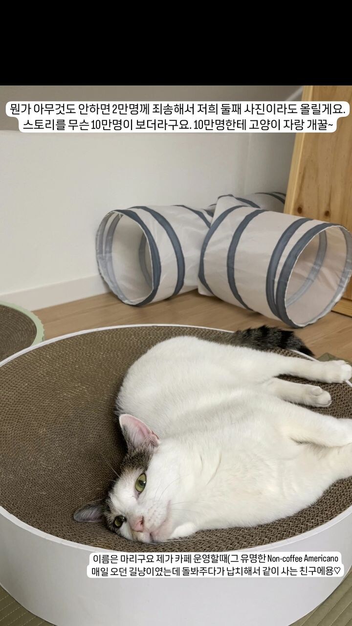 유기묘-보호소에-간식+사료-기부한-나폴리-맛피아-13-이미지