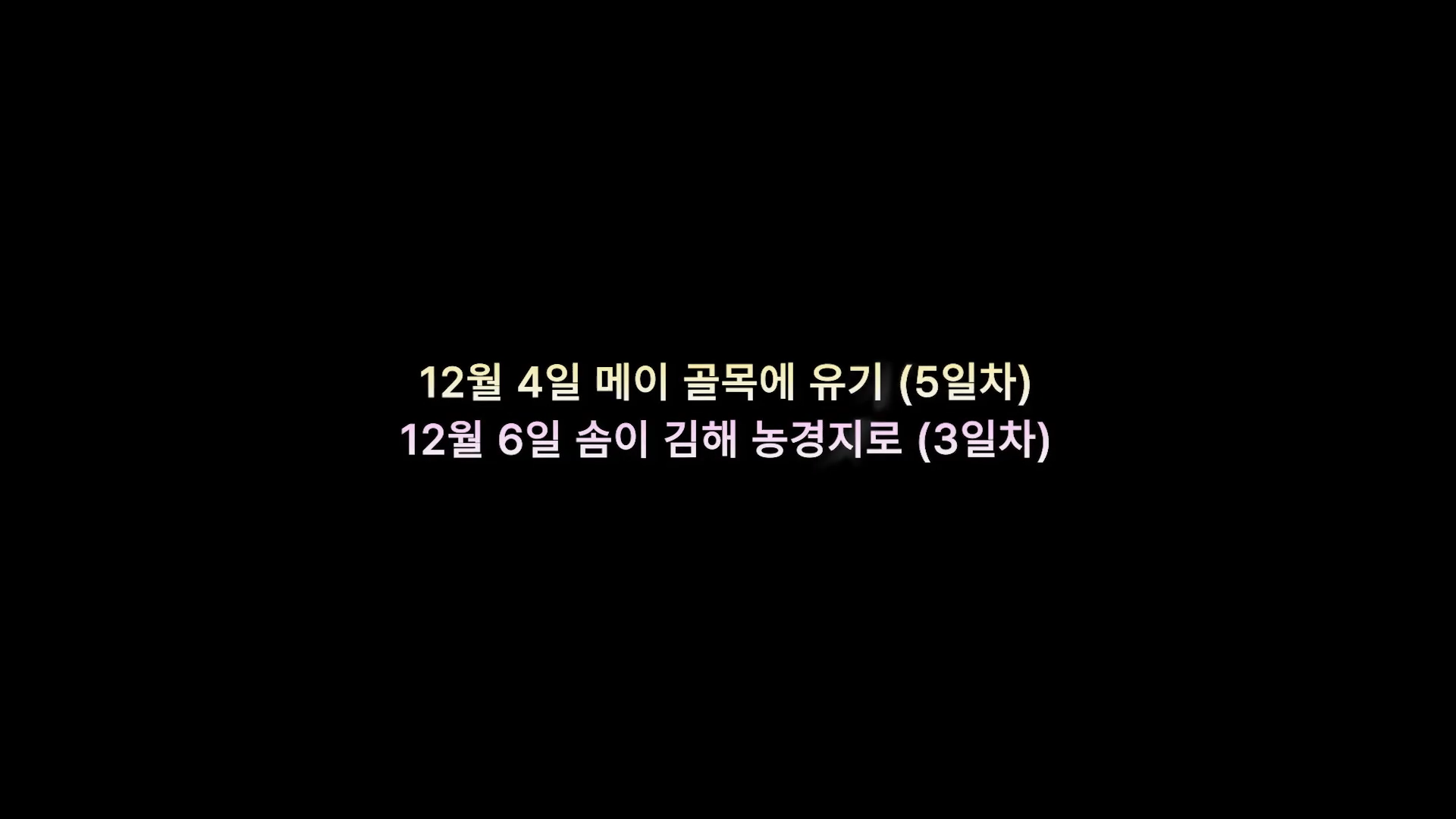 엄마에게-맡긴-고양이-2마리-유기---고양이원탐정-6-이미지
