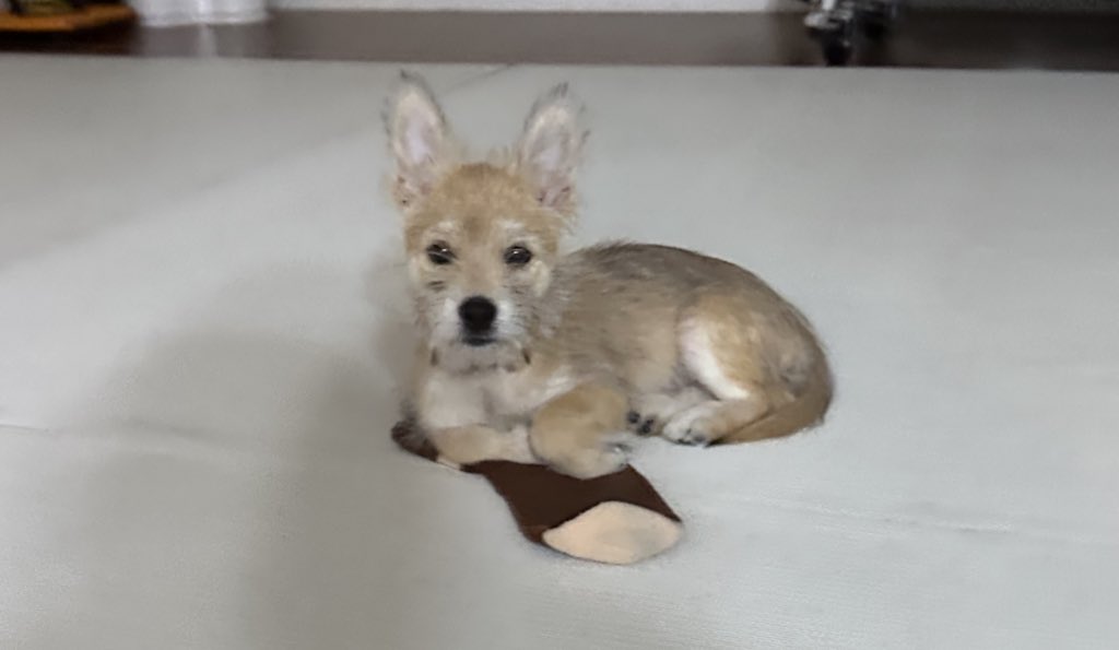 어느-학교-앞에-버려져-스티로폼-박스에-담겨-왔던-가나디.twt-68-이미지