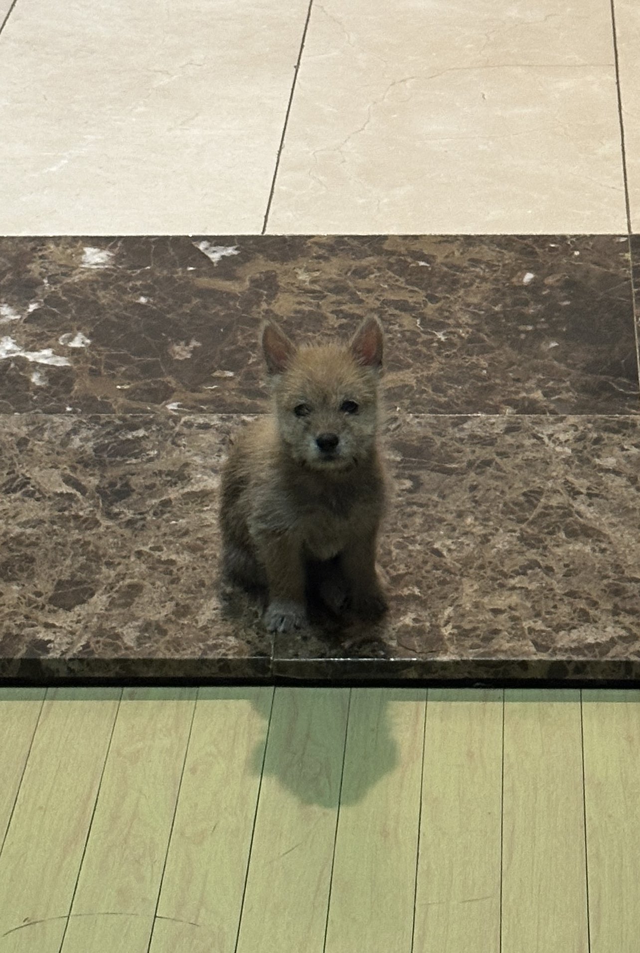 어느-학교-앞에-버려져-스티로폼-박스에-담겨-왔던-가나디.twt-43-이미지