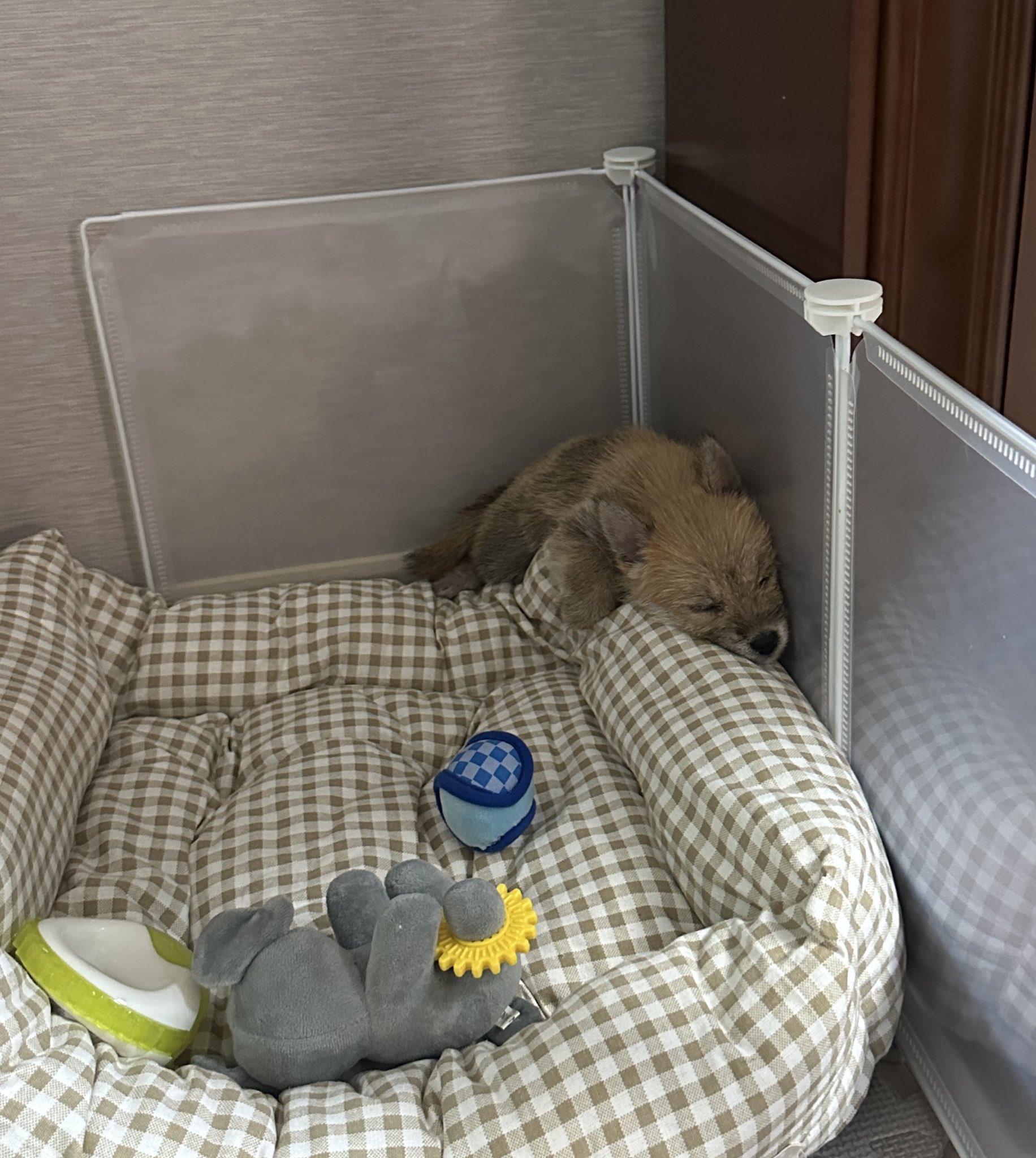 어느-학교-앞에-버려져-스티로폼-박스에-담겨-왔던-가나디.twt-24-이미지